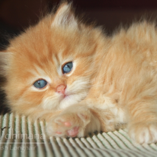 chaton british longhair red golden shaded