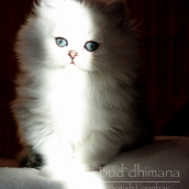 chaton british longhair black silver shaded (yeux verts)